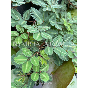 Нептуния Акватика