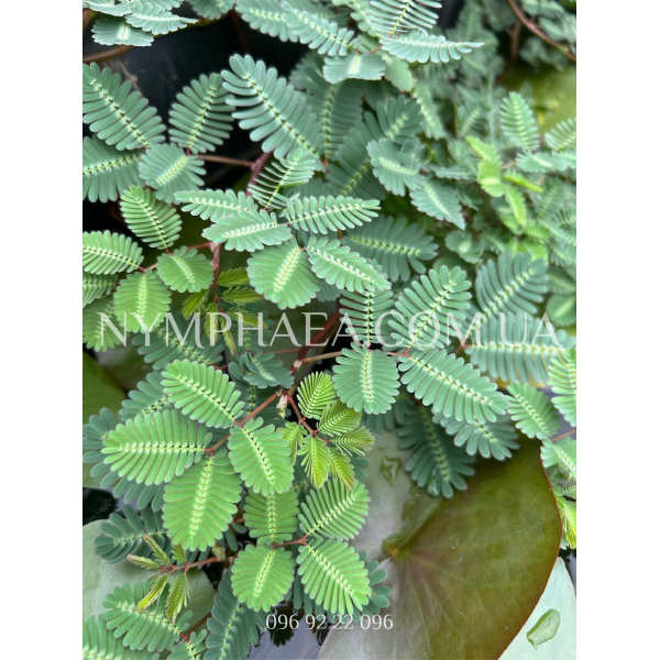 Нептунія Акватіка