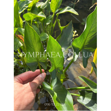 Пельтандра Вірджиніка "Єлоу В'єнс"