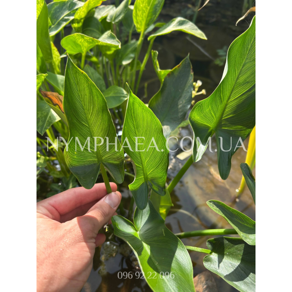 Пельтандра Вірджиніка "Єлоу В'єнс"