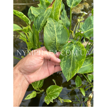 Сагітарія Крашд Айс