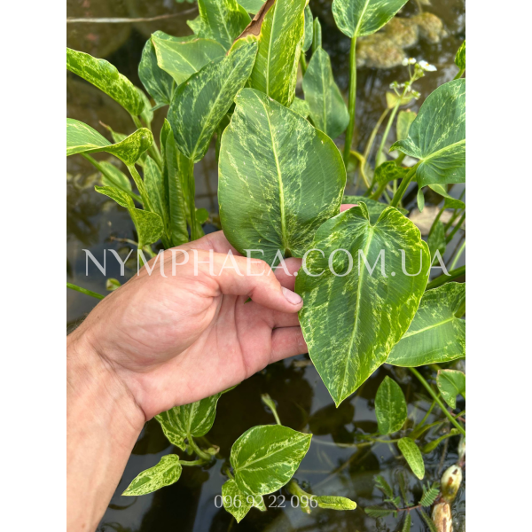 Сагітарія Крашд Айс