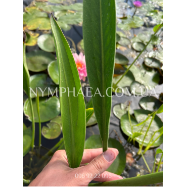 Сагітарія Ланціфолія