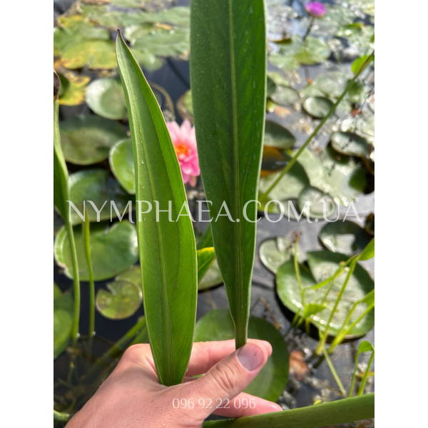 Сагітарія Ланціфолія