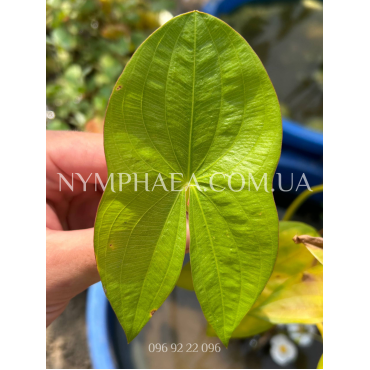 Сагиттария Обыкновенная (Стрелолистная)