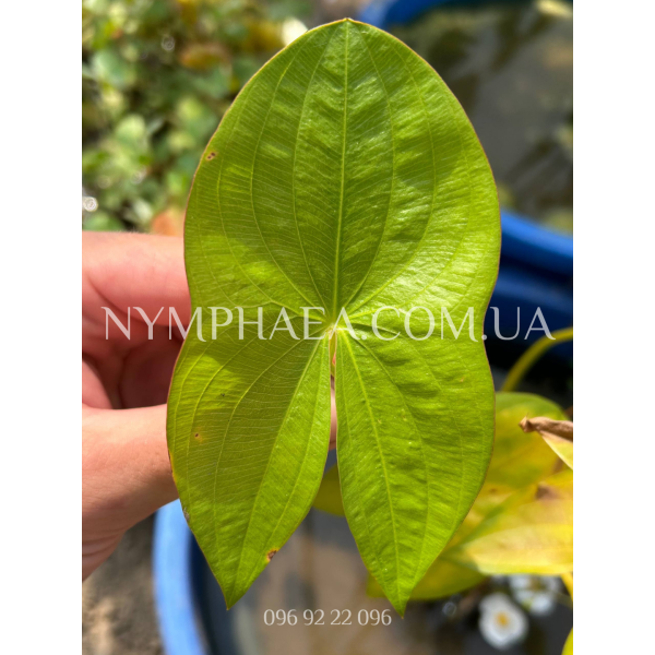 Сагітарія Звичайна (Стрілолист)