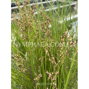 Ситник Жерара