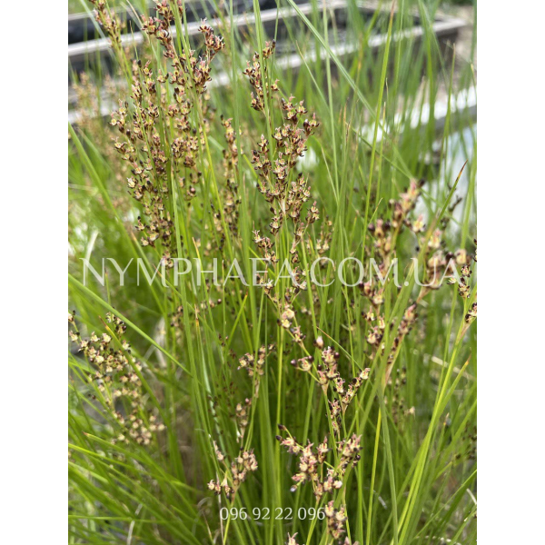 Ситник Жерара