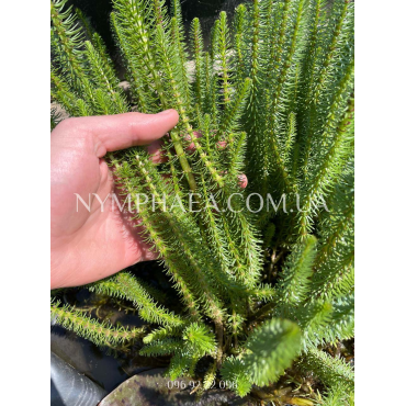 Водяна Сосонка