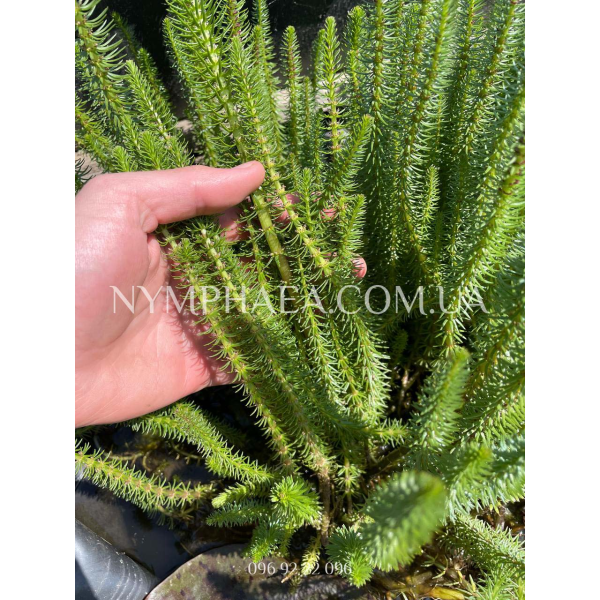 Водяна Сосонка