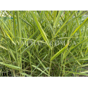 Тростник Австралийский