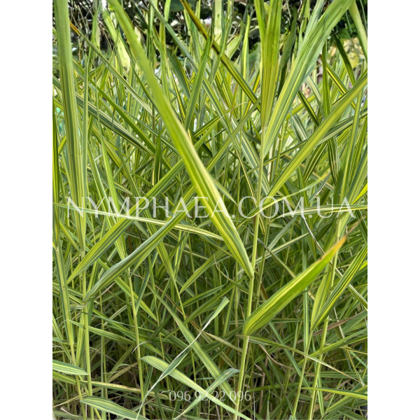 Тростник Австралійський