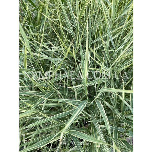 Тростник Карка