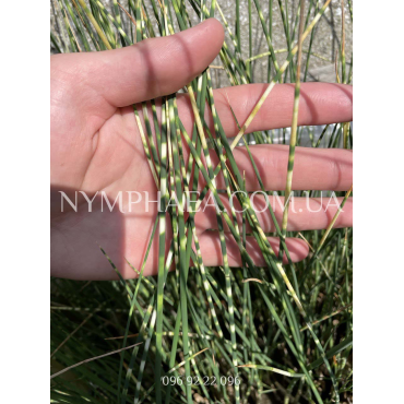 Камыш Зебринус