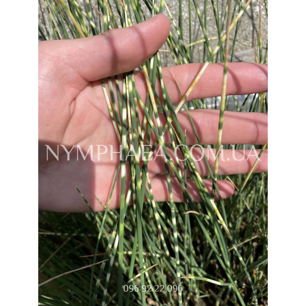 Камыш Зебринус