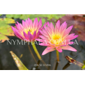 Nymphaea Afterglow (Німфея Афтегло)