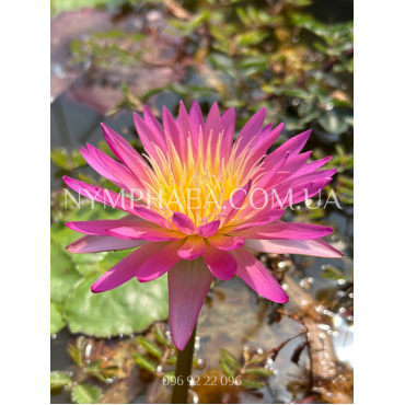 Nymphaea Afterglow (Нимфея Афтегло)