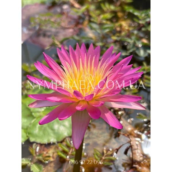 Nymphaea Afterglow (Нимфея Афтегло)