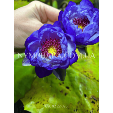 Nymphaea Betty Lou (Нимфея Бэтти Лоу)