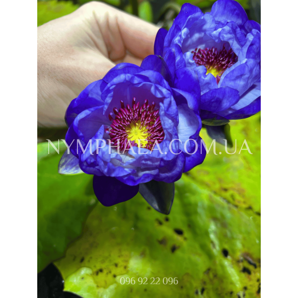 Nymphaea Betty Lou (Нимфея Бэтти Лоу)
