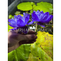 Nymphaea Betty Lou (Німфея Бетті Лоу)