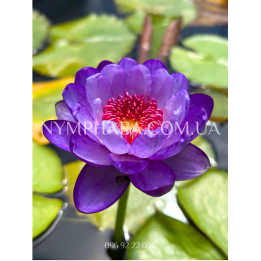Nymphaea Betty Lou (Нимфея Бэтти Лоу)