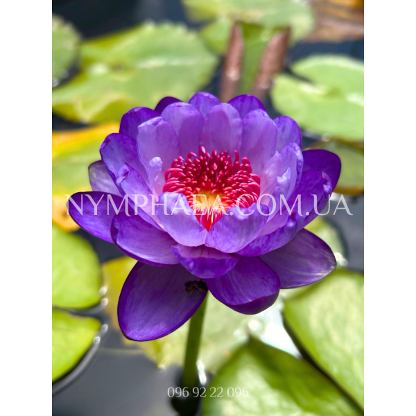 Nymphaea Betty Lou (Нимфея Бэтти Лоу)