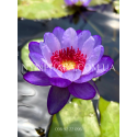Nymphaea Betty Lou (Нимфея Бэтти Лоу)