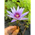 Nymphaea Colorata (Німфея Колората)
