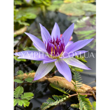 Nymphaea Colorata (Нимфея Колората)