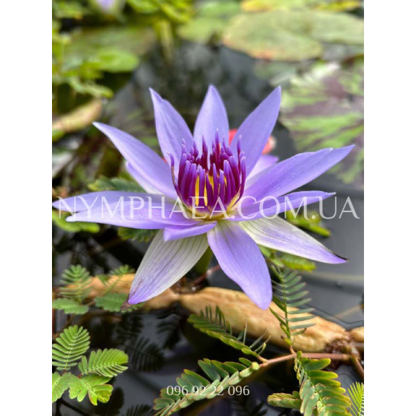 Nymphaea Colorata (Нимфея Колората)
