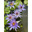 Nymphaea Colorata (Німфея Колората)