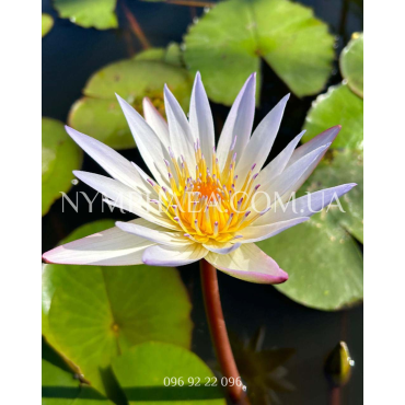 Nymphaea Daubeniana (Нимфея Дубениана)