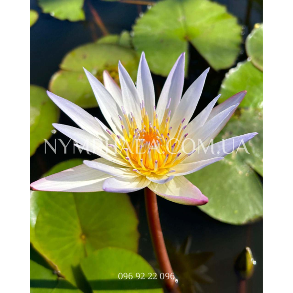 Nymphaea Daubeniana (Нимфея Дубениана)