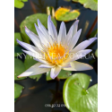 Nymphaea Daubeniana (Німфея Дубеніана)