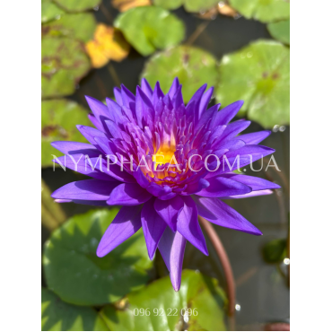 Nymphaea King of Siam (Нимфея Кинг оф Сиам)