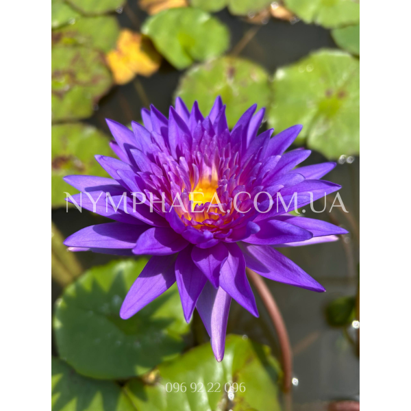 Nymphaea King of Siam (Нимфея Кинг оф Сиам)