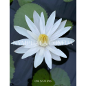 Nymphaea Lotus (Нимфея Лотос, ночное цветение)