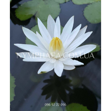 Nymphaea Lotus (Нимфея Лотос, ночное цветение)