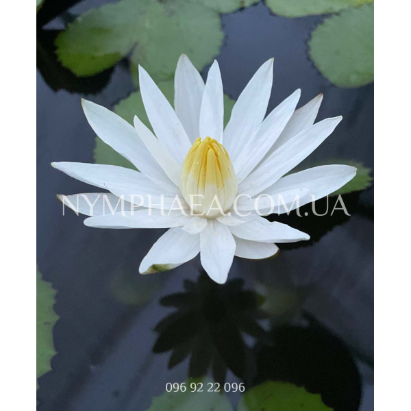 Nymphaea Lotus (Нимфея Лотос, ночное цветение)