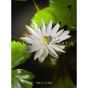 Nymphaea Lotus (Нимфея Лотос, ночное цветение)