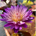 Nymphaea Nimitmai (Нимфея Нимитмаи)