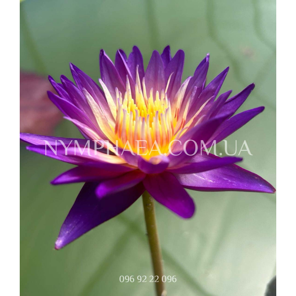 Nymphaea Nimitmai (Нимфея Нимитмаи)