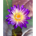 Nymphaea Nimitmai (Нимфея Нимитмаи)