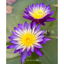 Nymphaea Nimitmai (Нимфея Нимитмаи)