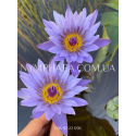 Nymphaea Panama Pacific (Нимфея Панама Пацифик)