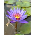 Nymphaea Panama Pacific (Нимфея Панама Пацифик)