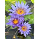 Nymphaea Panama Pacific (Нимфея Панама Пацифик)