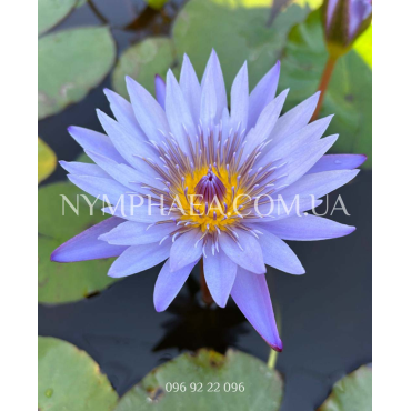 Nymphaea Panama Pacific (Нимфея Панама Пацифик)