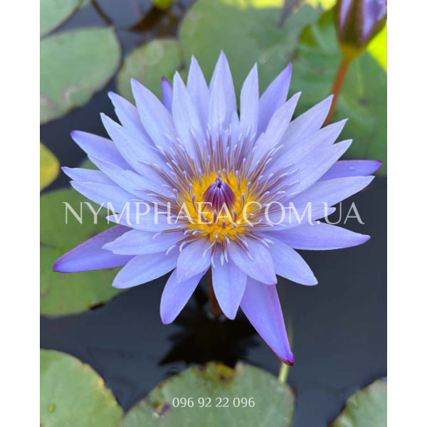 Nymphaea Panama Pacific (Нимфея Панама Пацифик)